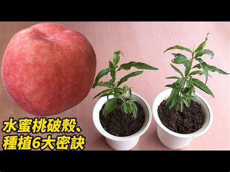 水蜜桃籽可以種嗎|水蜜桃怎麼高產種植？施基肥、修枝形、防病蟲害措施。